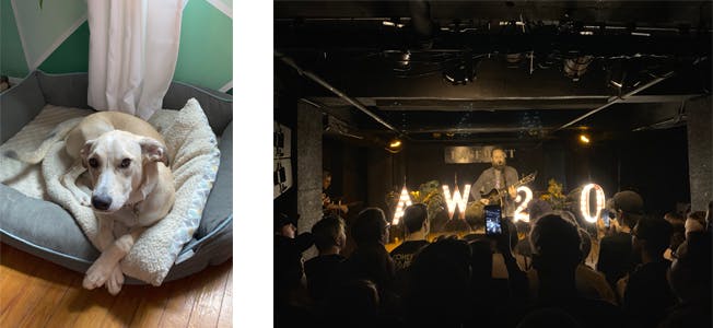 dog in dog bed (left) live music (right)