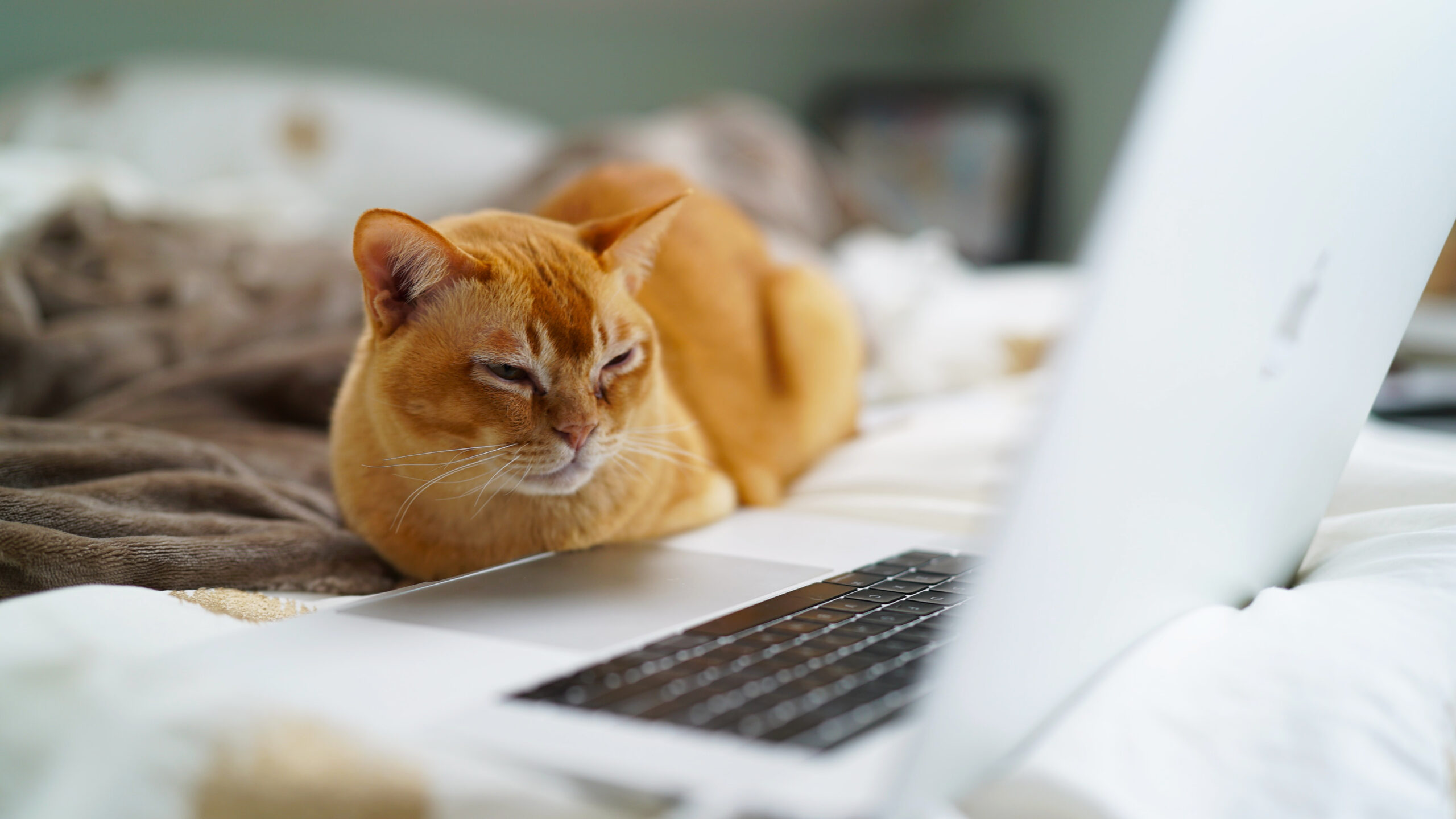 kitty-at-laptop