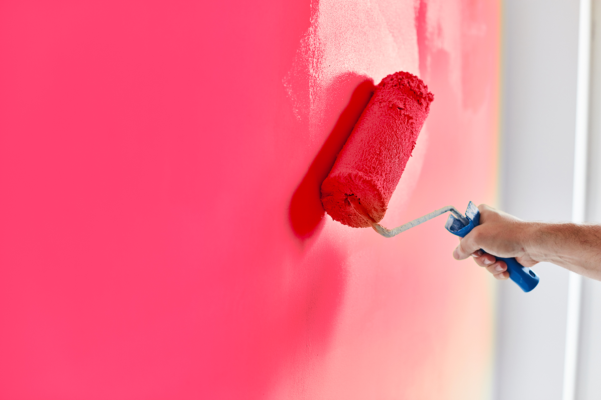 Male hand painting wall with paint roller. Painting apartment, renovating with pink color paint