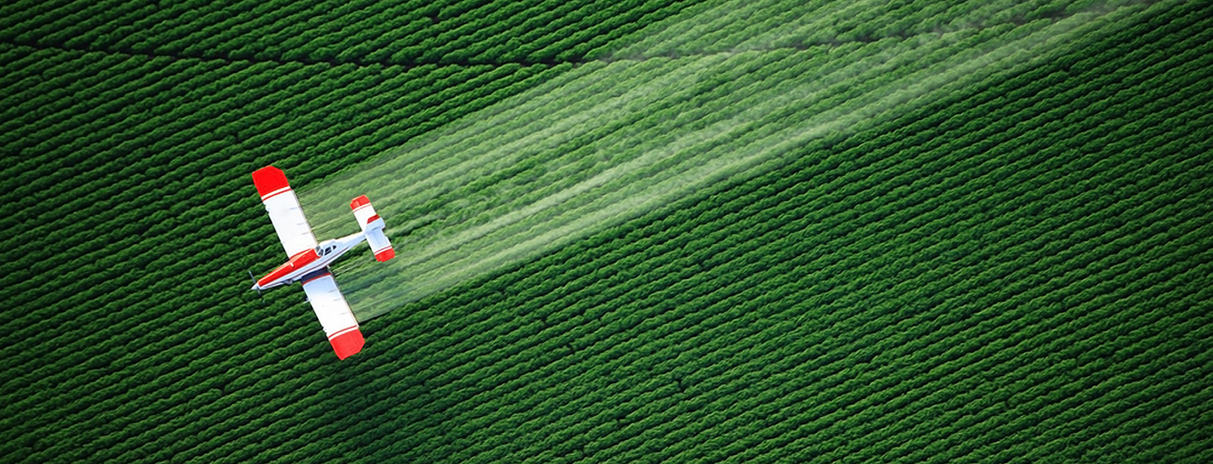 An aerial view of a crop duster or aerial applicator  flying low  and spraying agricultural chemicals  over lush green potato fields